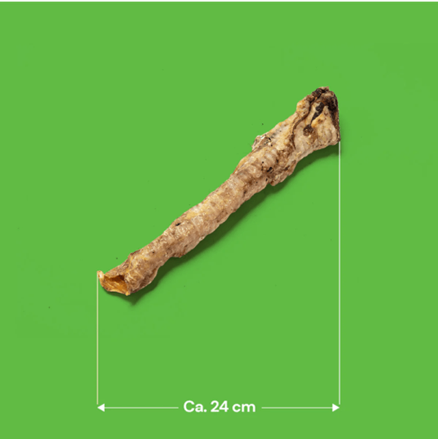 Lamb Trachea
