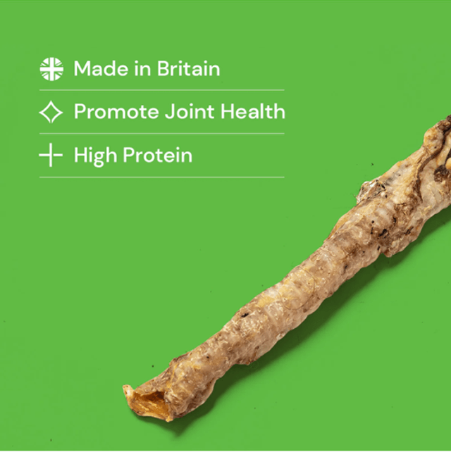Lamb Trachea