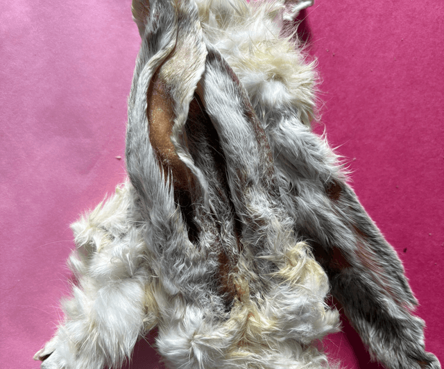 Rabbit ear