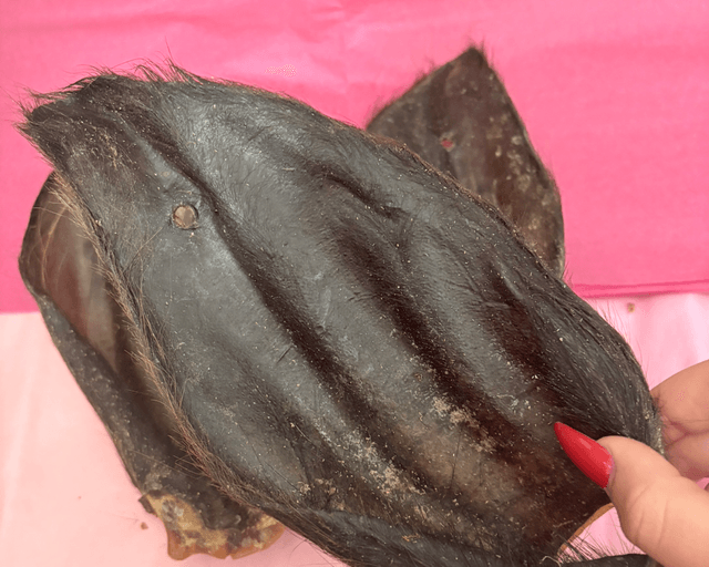 Large Hairy Cow Ears