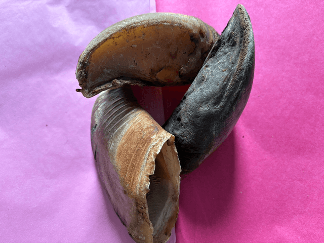 1 cow hoof